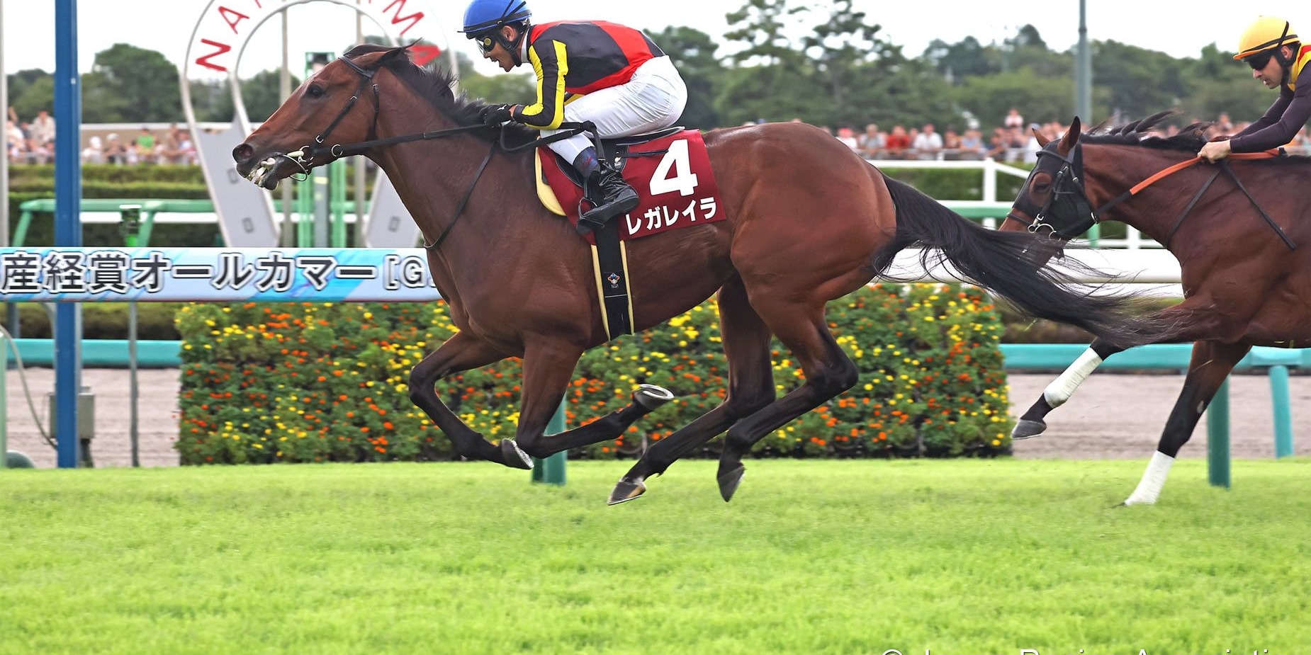 Regaleira beat her older half-brother, Douradores, in the Sankei Sho All Comers (G2)