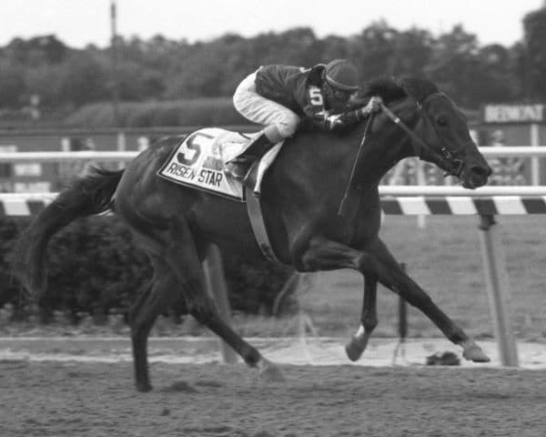 Risen Star (Photo by Bob Coglianese/NYRA)