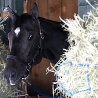 Ridriguez in his stall at Saratoga for the 2025 Belmont Stakes (Photo by Cogliaense Photos)