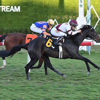 Royal Majesty (Photo by Coglianese Photos)