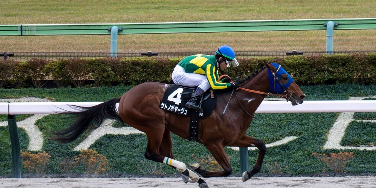 Satono Voyage wins the Cattleya S. at Tokyo