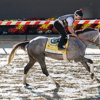 Seize the Grey trains for the Preakness S. (Photo by Jim McCue/Maryland Jockey Club)
