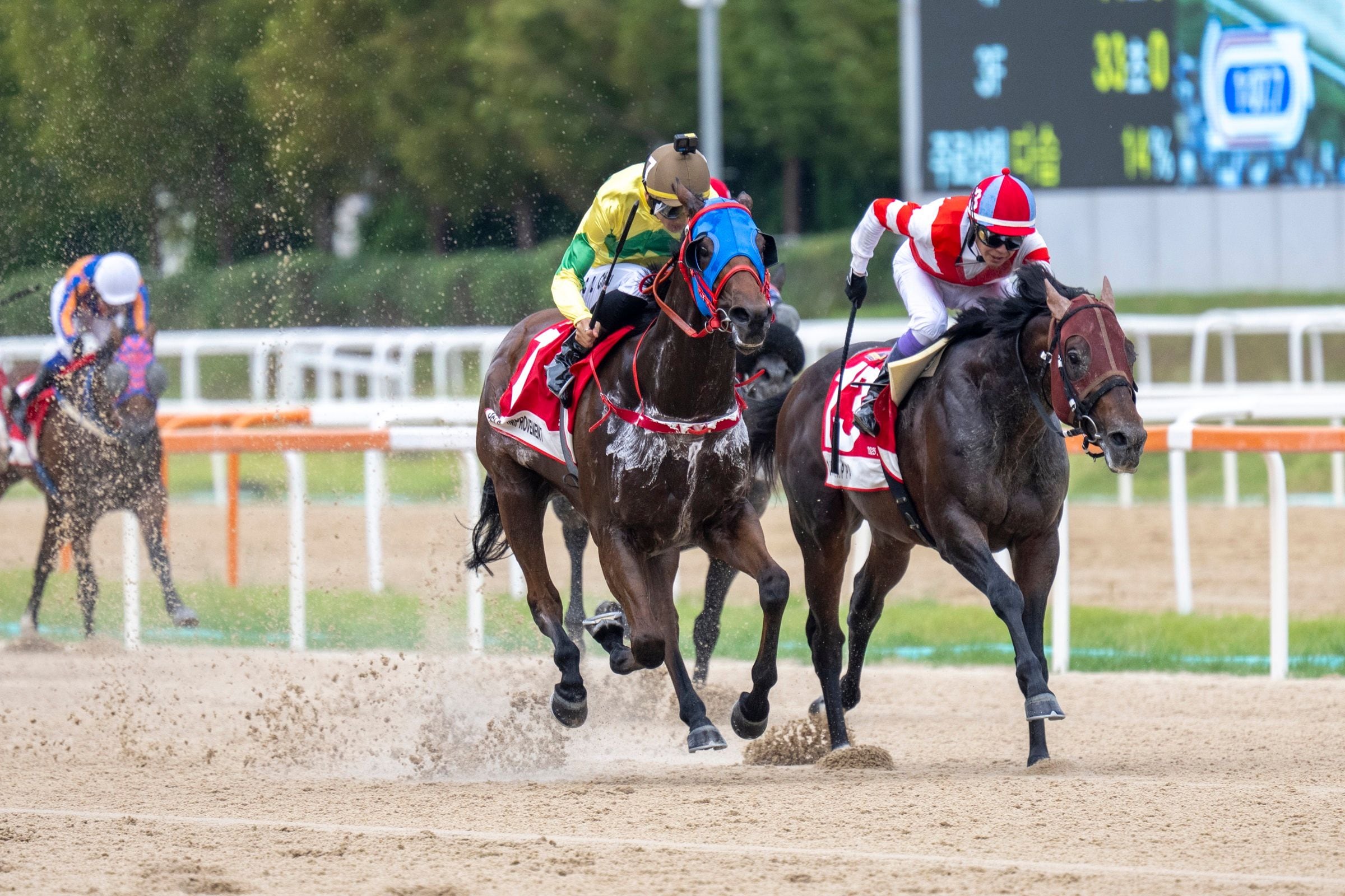 Self Improvement outduels heavy favorite Chikappa in the Korea Sprint (G3)