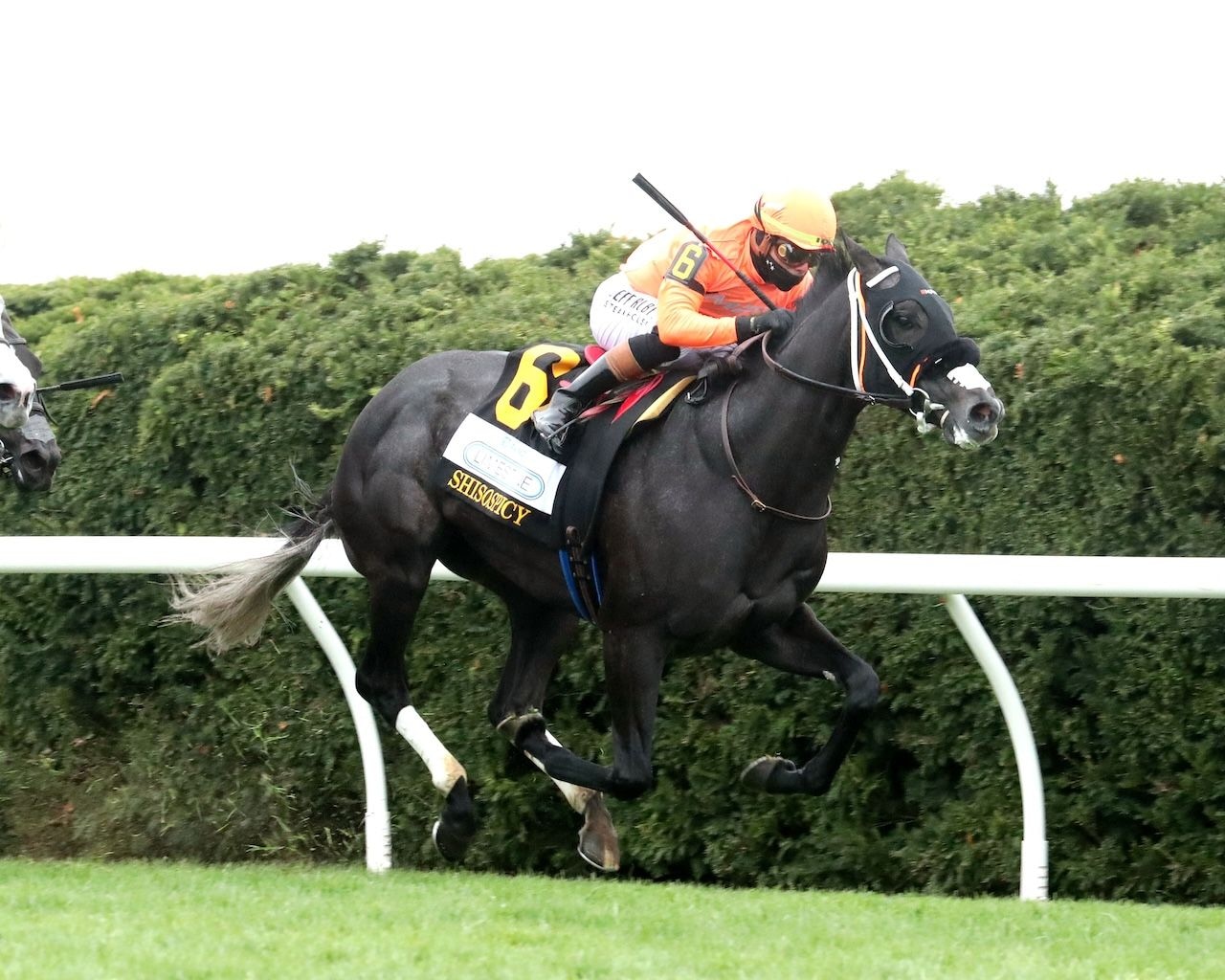 Shisospicy wins the Limestone Stakes at Keeneland.