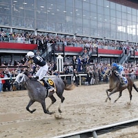 Seize the Grey wins the 2024 Preakness S. at Pimlico (Photo by Horsephotos.com)