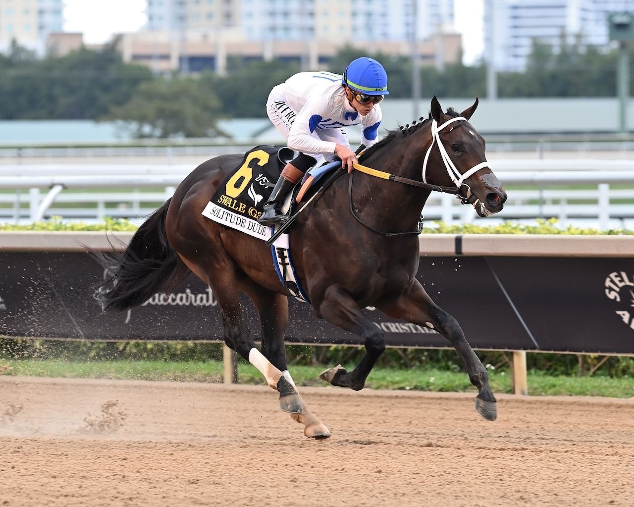 Solitude Dude wins the Swale Stakes at Gulfstream Park. 