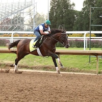 Sovereignty during a workout at Churchill Downs