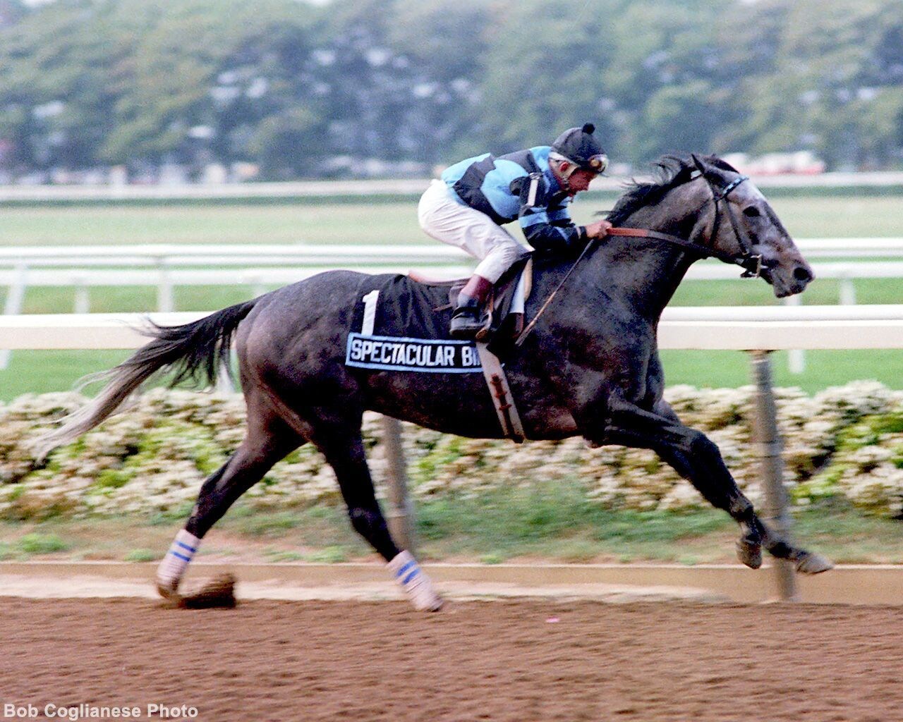 Spectacular Bid (Photo by Bob Coglianese)