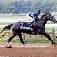 Spectacular Bid (Photo by Bob Coglianese)
