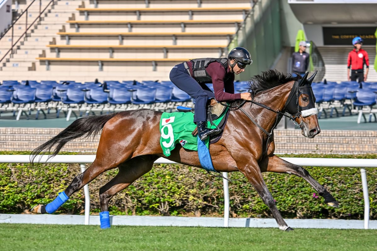 Stellenbosch strides out over the Sha Tin turf ahead of the Hong Kong Vase