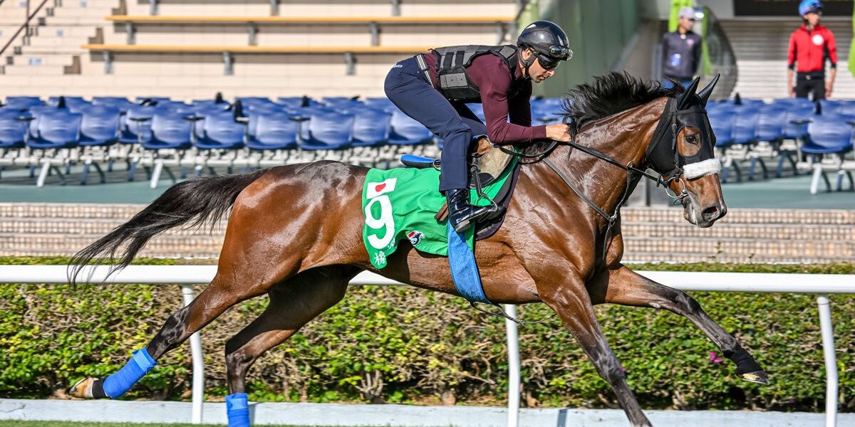 Stellenbosch strides out over the Sha Tin turf ahead of the Hong Kong Vase