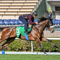 Stellenbosch strides out over the Sha Tin turf ahead of the Hong Kong Vase