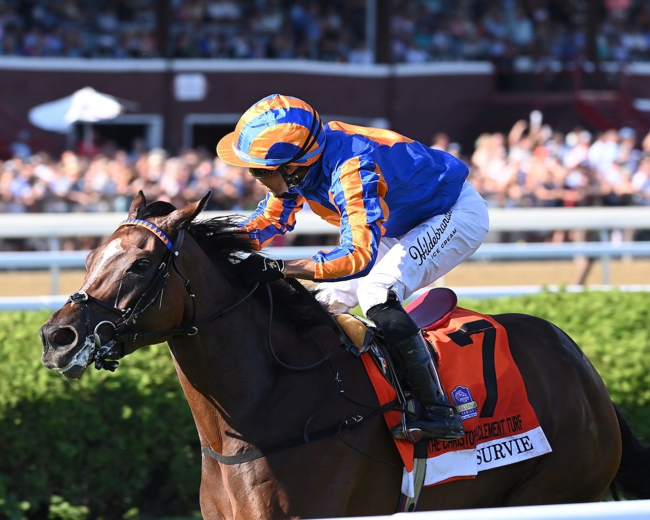 Survie wins the Christophe Clement Turf Stakes at Saratoga