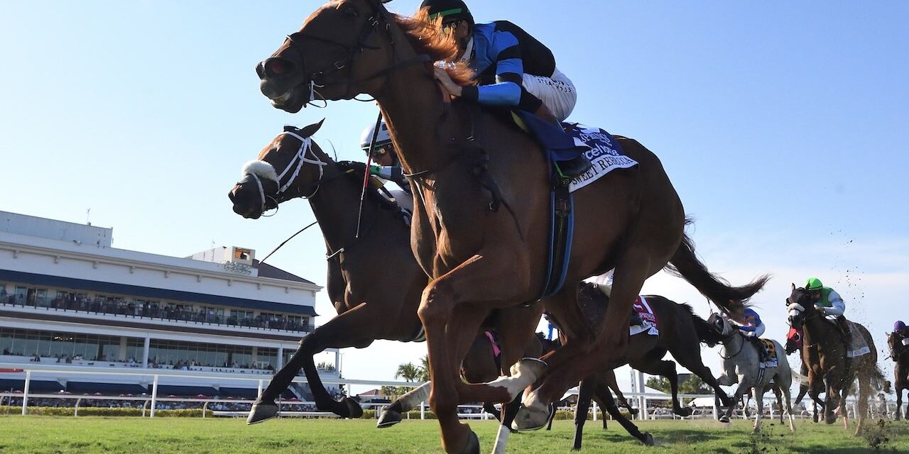 Sweet Rebecca wins the Sand Spring Stakes at Gulfstream Park.