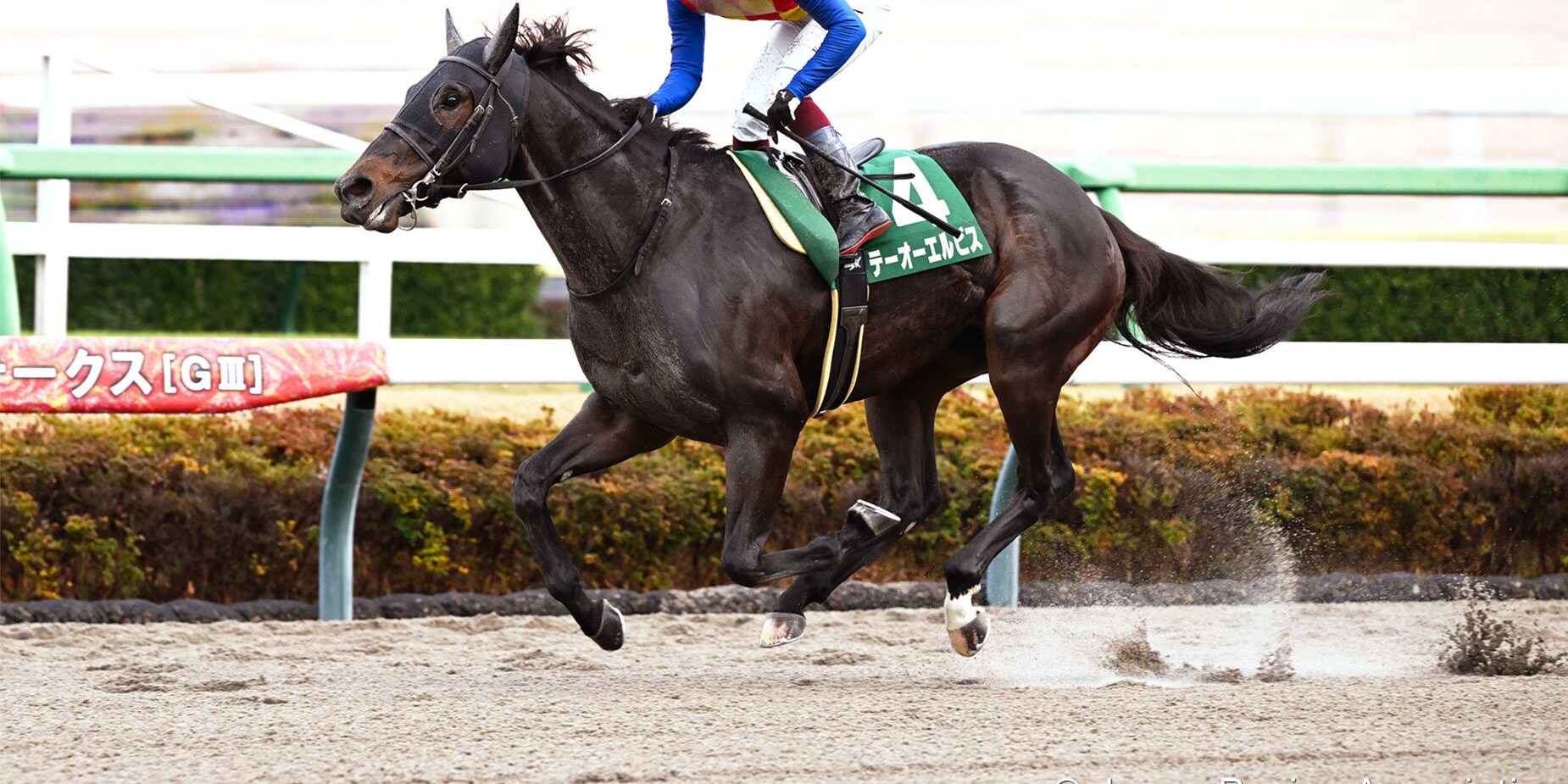 T O Elvis romped in the Capella (G3) at Nakayama