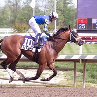 Taj Mahal dominates the Federico Tesio