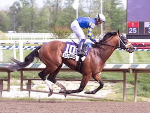Taj Mahal dominates the Federico Tesio