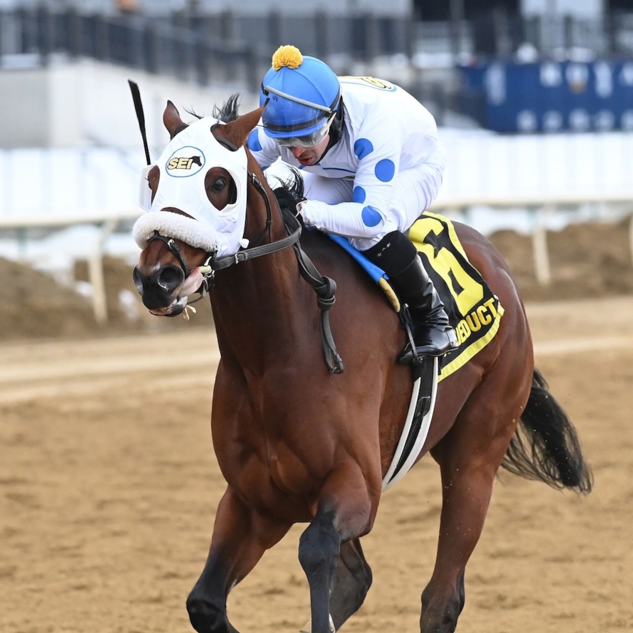 Talk to Me Jimmy wins the Withers Stakes at Aqueduct.