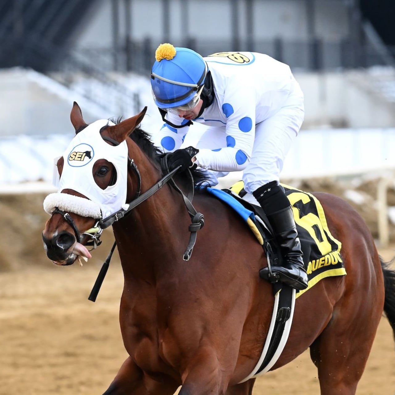 Talk to Me Jimmy wins the Withers Stakes at Aqueduct.