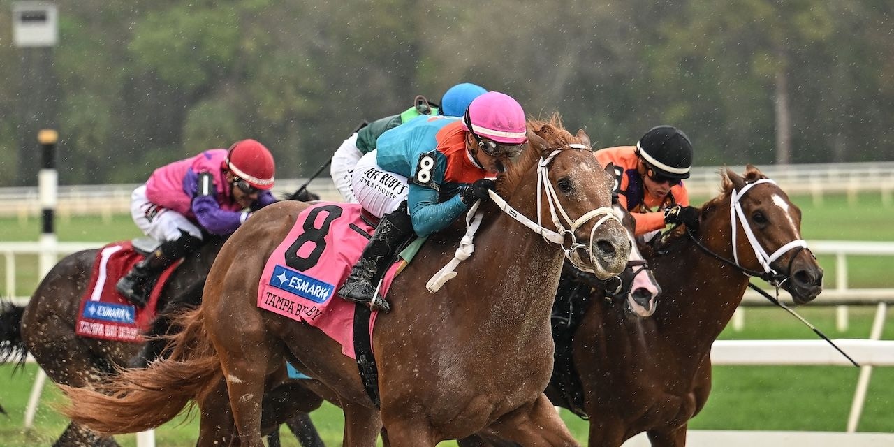 The Puma wins the Tampa Bay Derby at Tampa Bay Downs. 