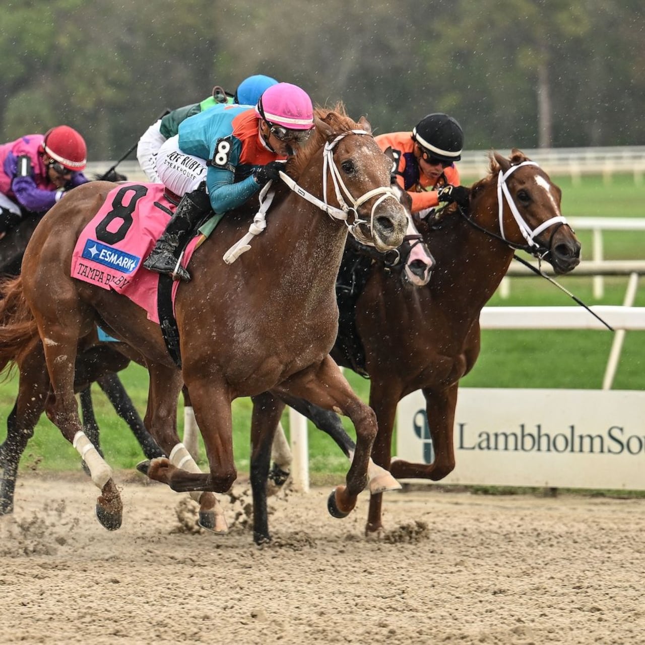 The Puma wins the Tampa Bay Derby at Tampa Bay Downs.