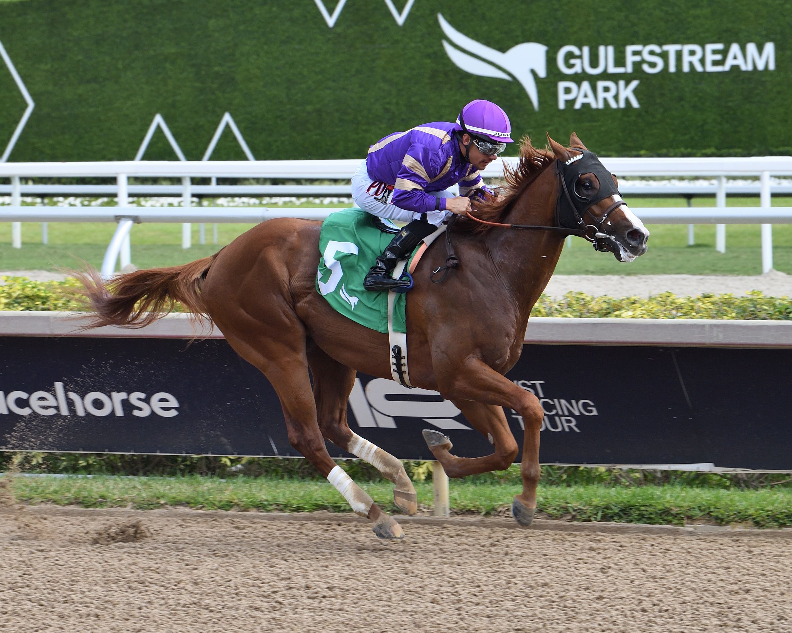 Tiger Twenty Four wins at Gulfstream Park.