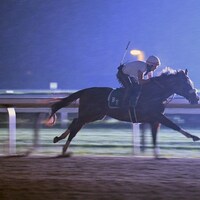 Tiz the Law during morning training.