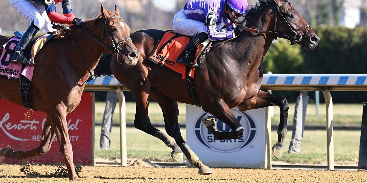 Treaty of Rome winning a maiden special weight at Aqueduct (Photo by Coglianese Photos)