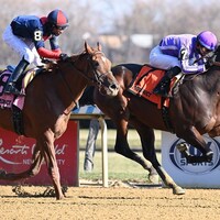 Treaty of Rome winning a maiden special weight at Aqueduct (Photo by Coglianese Photos)