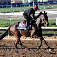 True Love trains for the 2025 Breeders' Cup at Del Mar (Photo by Horsephotos.com)
