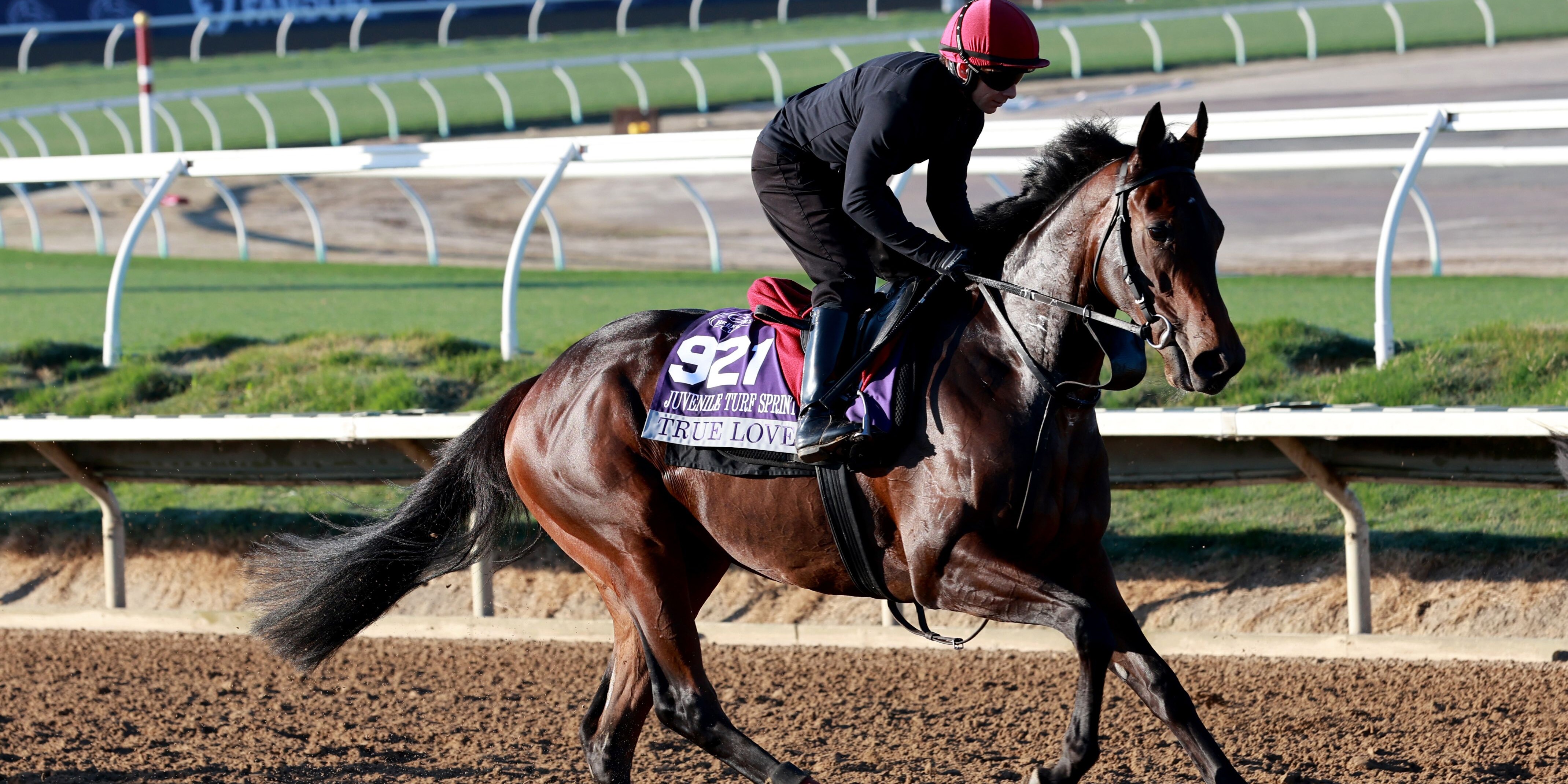 True Love trains for the 2025 Breeders' Cup at Del Mar (Photo by Horsephotos.com)