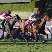 Unquestionable wins the 2023 Breeders Cup Juvenile Turf (G1) at Santa Anita (Photo by Horsephotos.com)