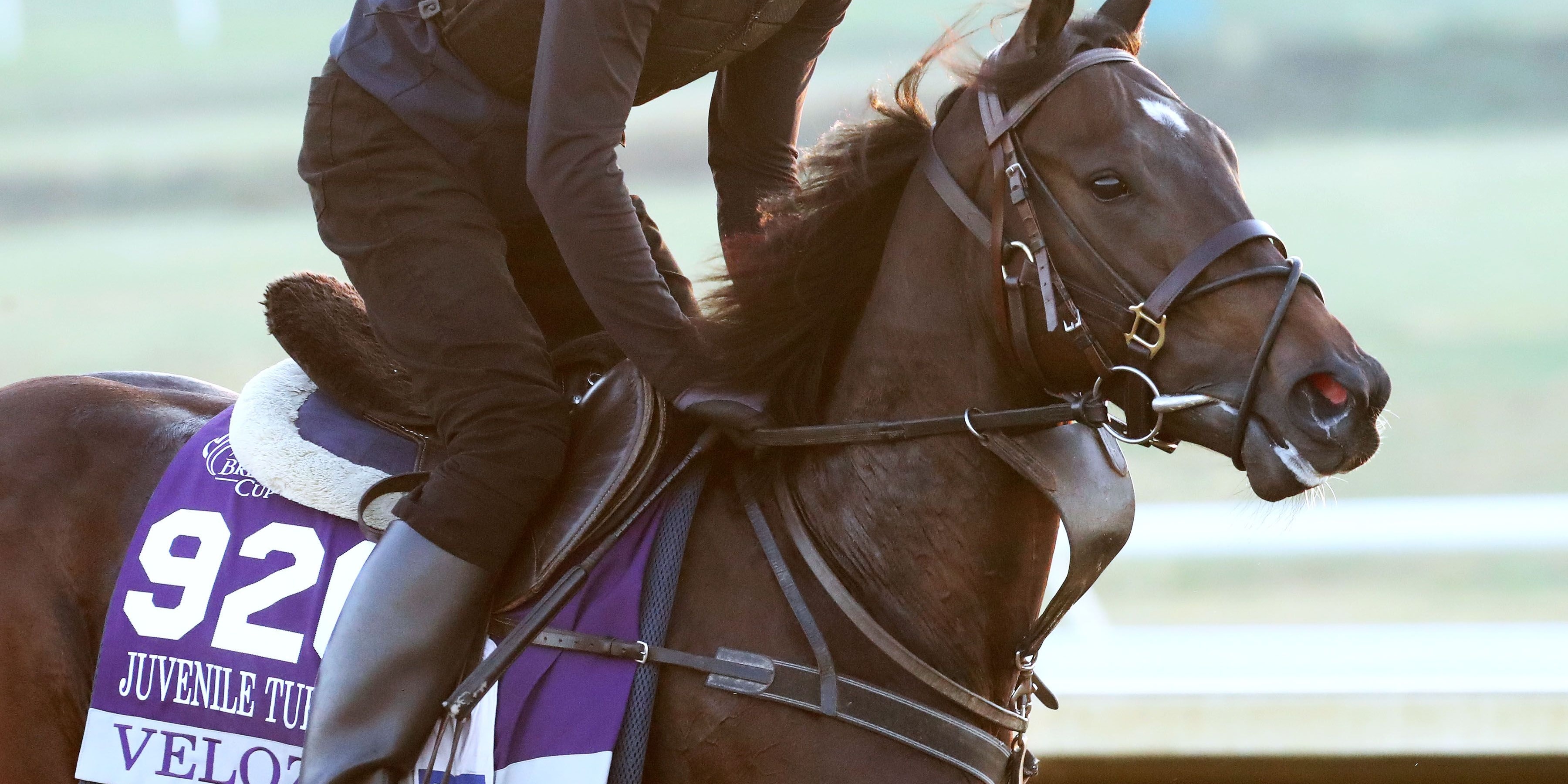 Velozee galloping at Keeneland.