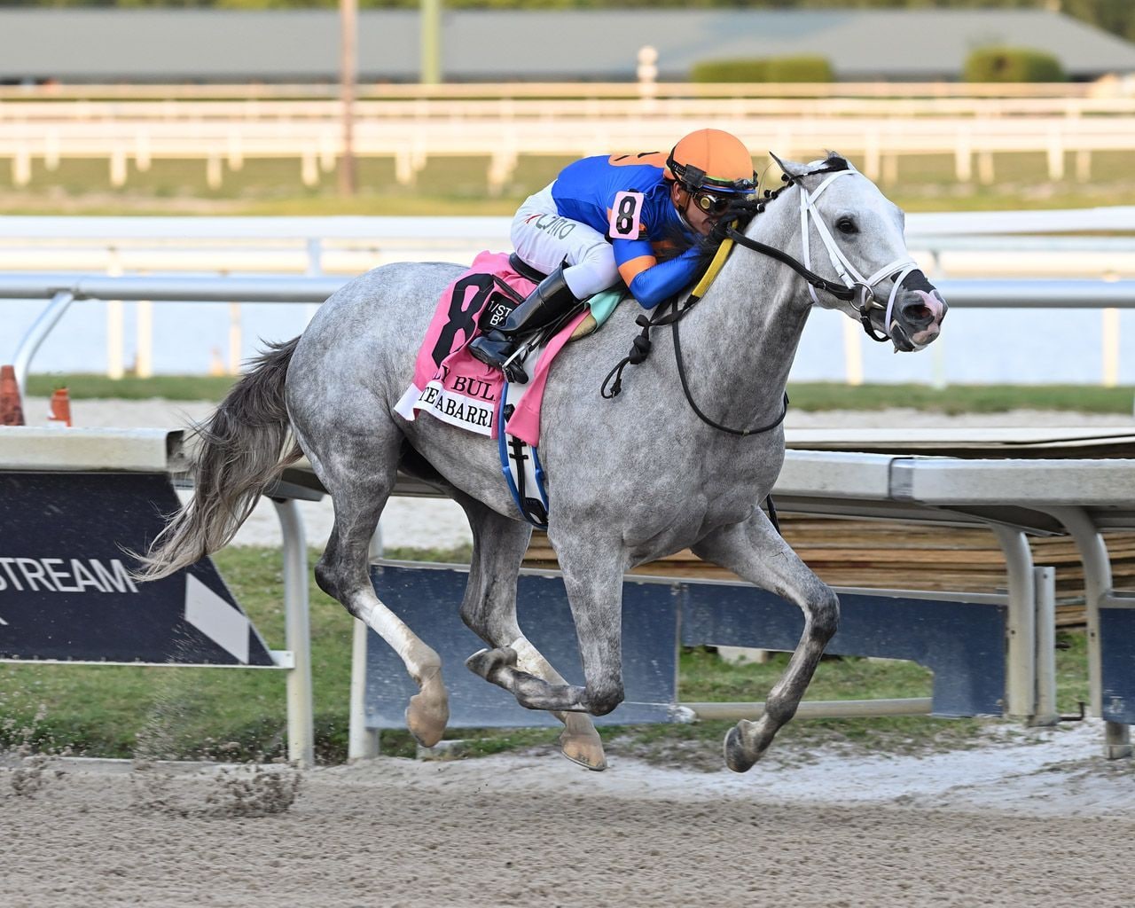 White Abarrio winning the Holy Bull S. (G3) at Gulfstream Park