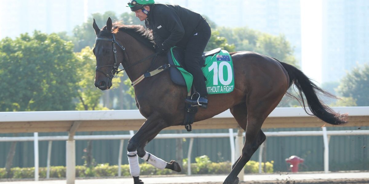 Without a Fight training for the Hong Kong Vase
