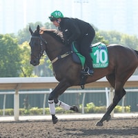 Without a Fight training for the Hong Kong Vase