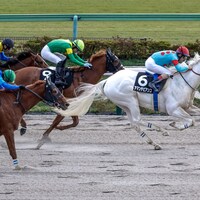 Amante Bianco winning the Cattleya S. at Tokyo Racecourse (Photo by Yuki Shimono)