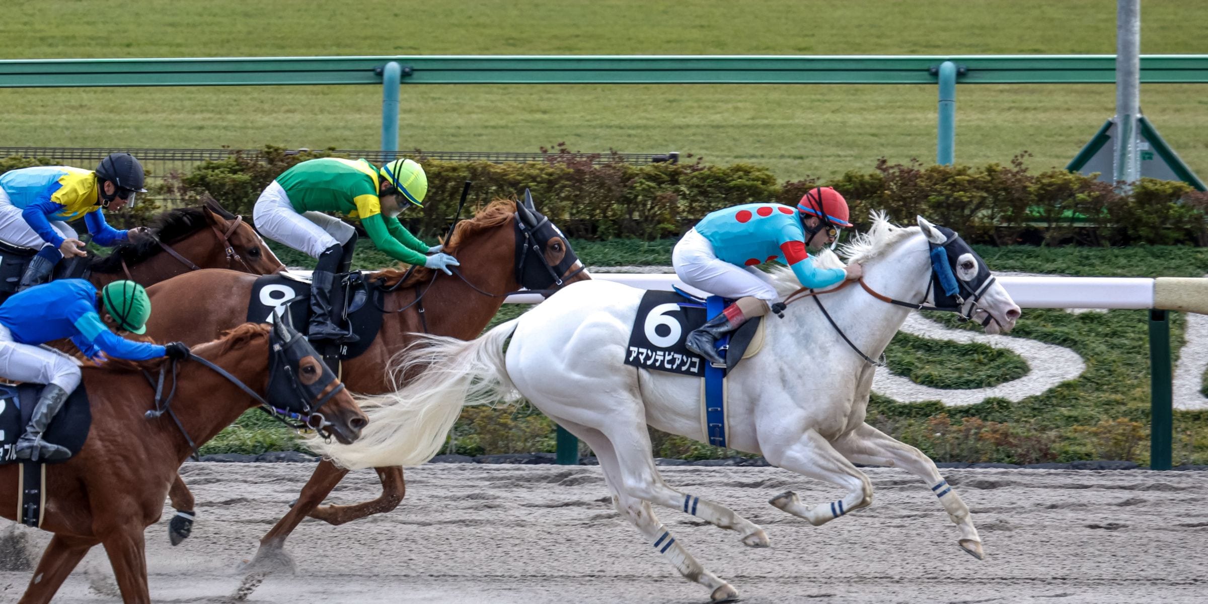 Amante Bianco winning the Cattleya S. at Tokyo Racecourse (Photo by Yuki Shimono)