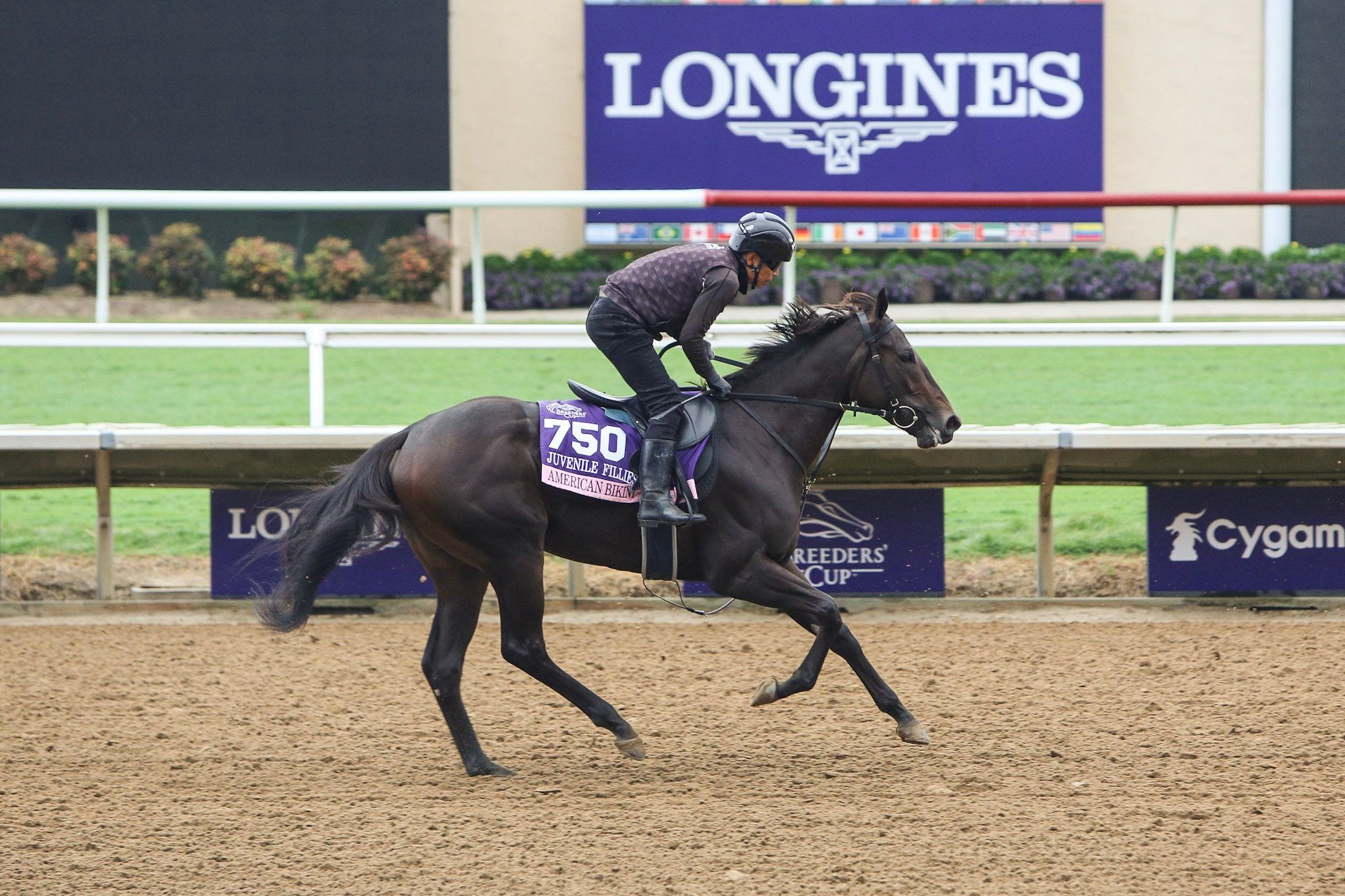 American Bikini is one of the Japanese two-year-olds in action at the 2024 Breeders' Cup
