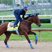 American Pharoah training before the Kentucky Derby. (Photo by Horsephotos.com)
