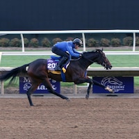 Awesome Results works out prior to the Breeders' Cup at Del Mar.