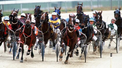 Maywood Park Harness