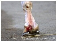 California Chrome