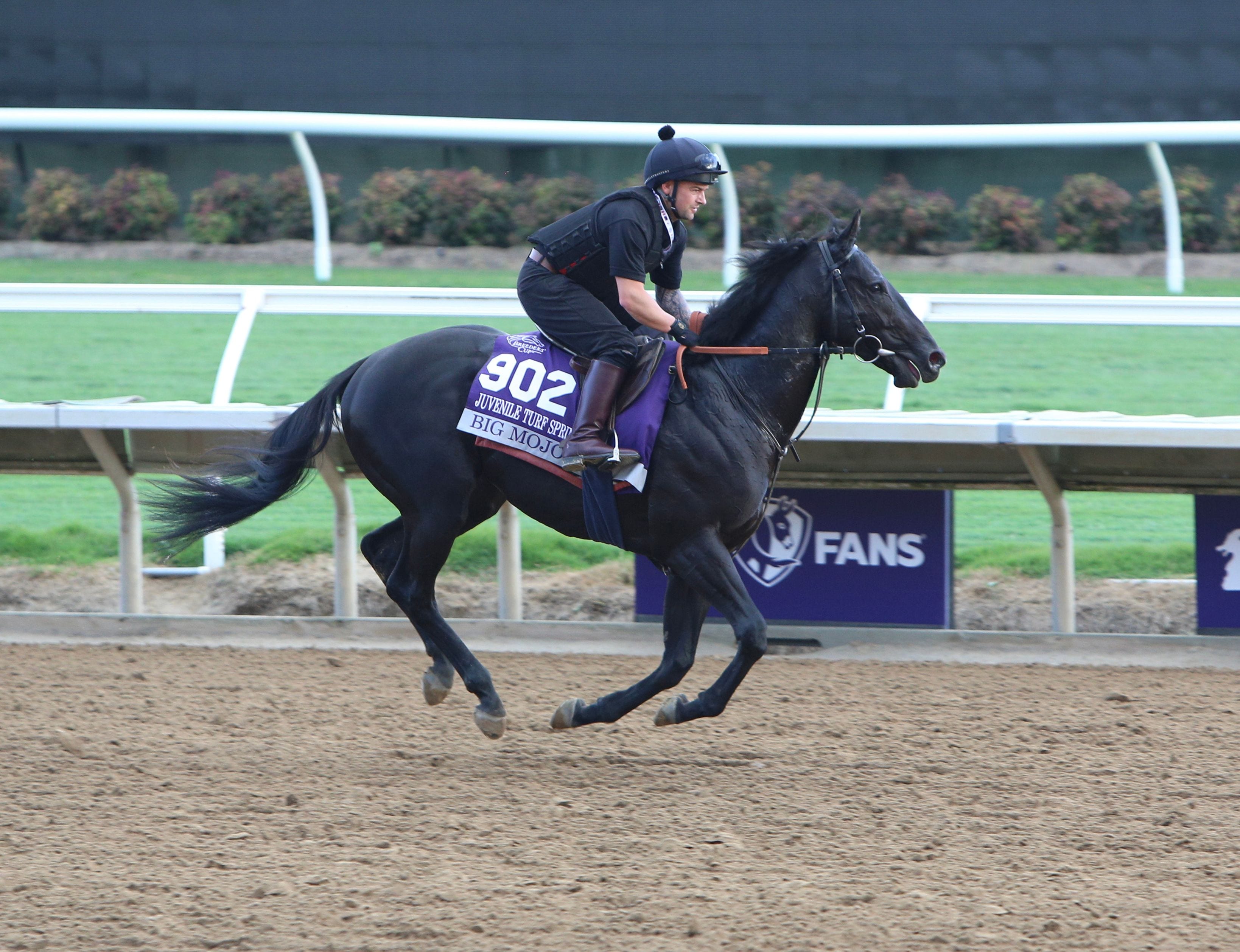 Big Mojo working out at Del Mar ahead of Breeders' Cup
