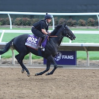 Big Mojo working out at Del Mar ahead of Breeders' Cup