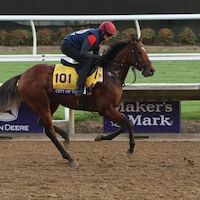 City of Troy gets a feel for the Del Mar dirt ahead of the Breeders' Cup Classic