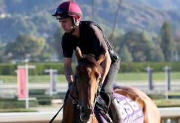 Content working out prior to Breeder's Cup.