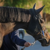 Danon Bourbon at Churchill Downs (Photo by Horsephotos.com/Rickelle Nelson)