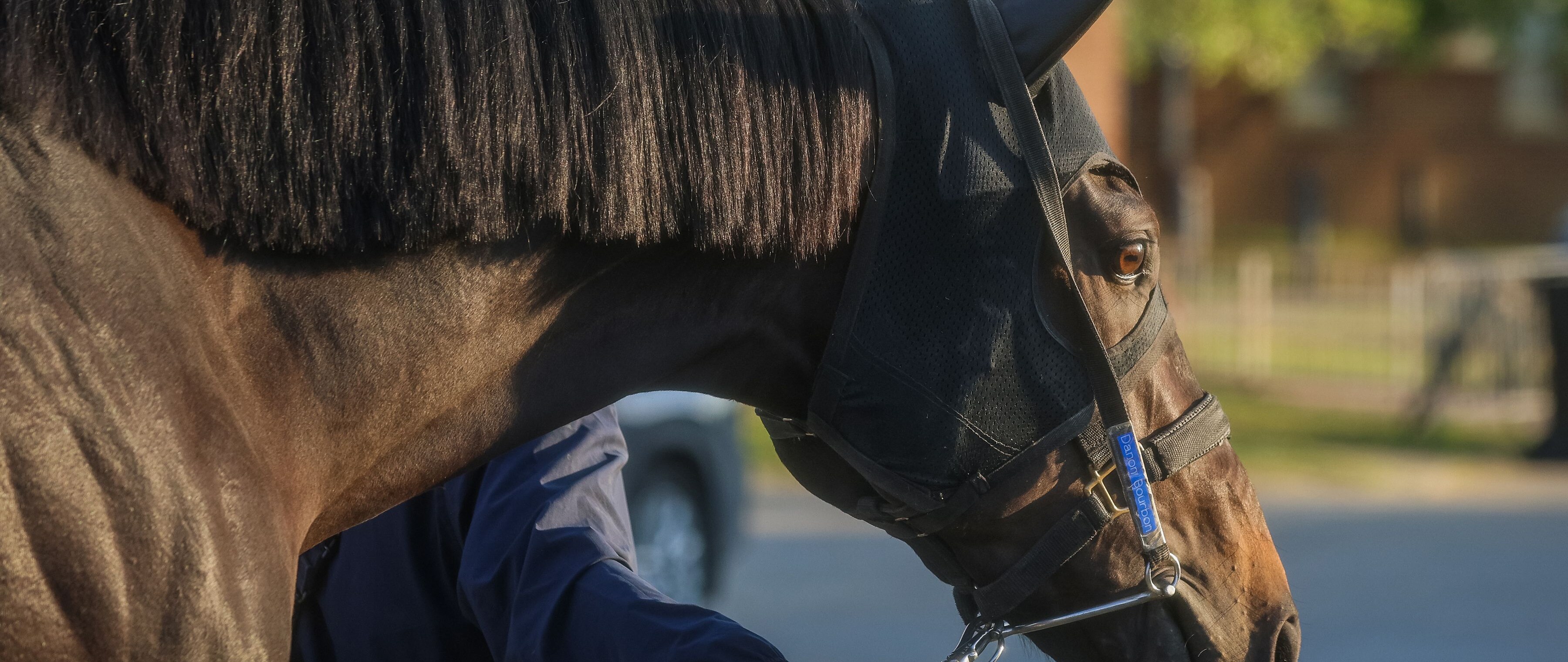 Danon Bourbon at Churchill Downs (Photo by Horsephotos.com/Rickelle Nelson)
