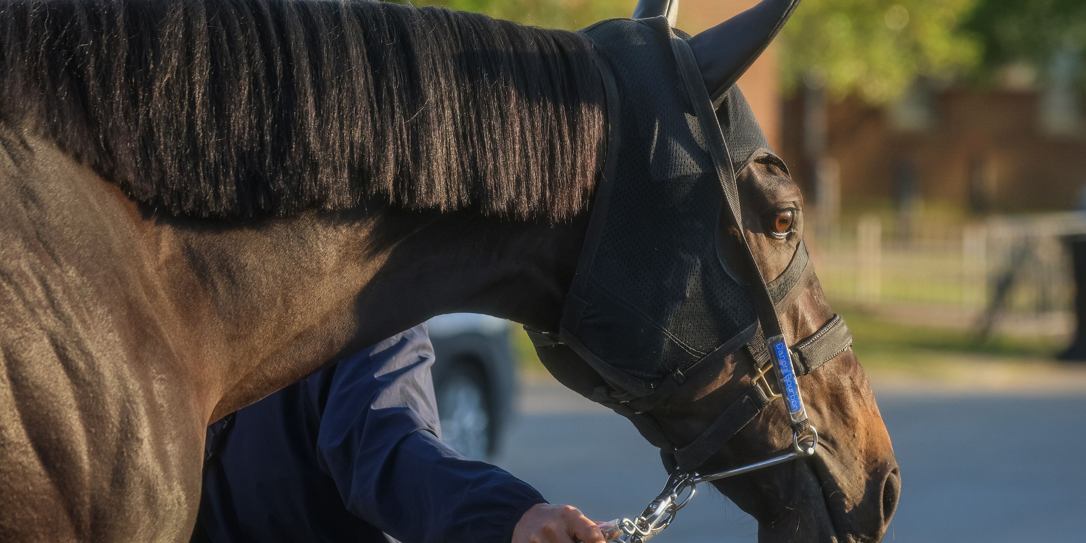 Danon Bourbon at Churchill Downs (Photo by Horsephotos.com/Rickelle Nelson)